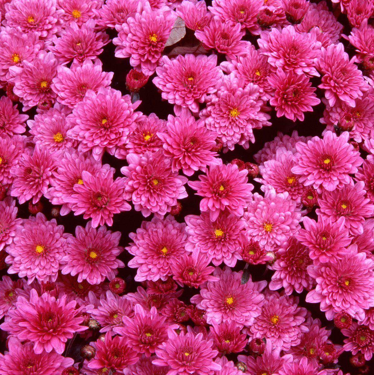 Beautiful Flowers Wallpaper Beautiful Flowers Wallpaper